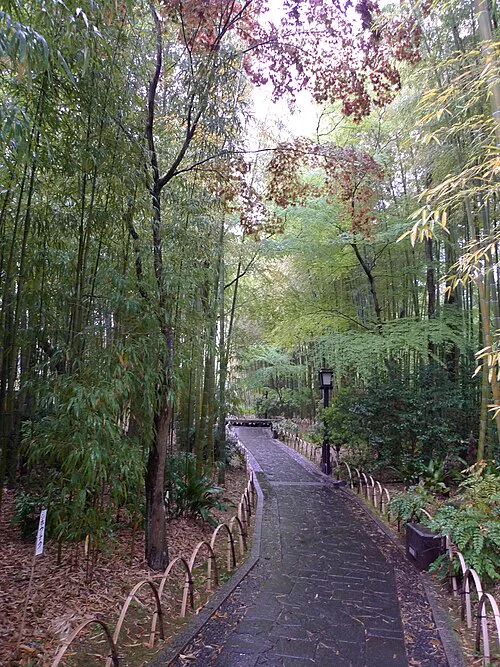 靜岡・修善寺溫泉竹林