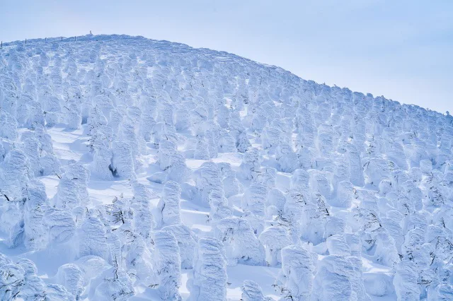 成熟的藏王 Snow Monster 樹冰群,樹體已被厚重冰雪包覆